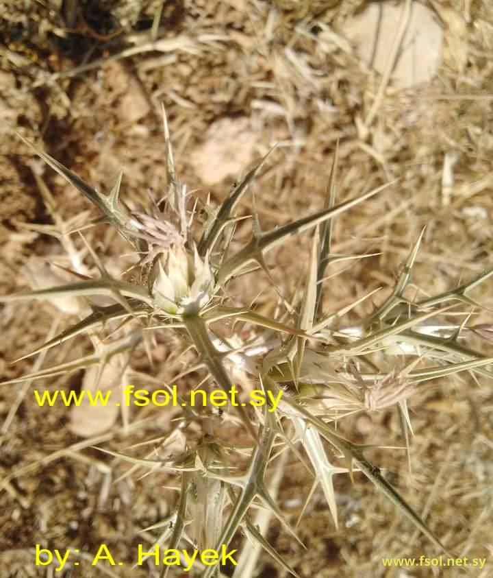 Carthamus nitidus Boiss.